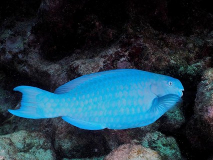 A blue parrotfish (Scarus coeruleus) glides across the seabed. Dive site John Pennekamp Coral Reef