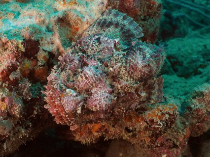 A banded scorpionfish (Scorpaena plumieri) camouflages itself on a coral bed and adapts to its
