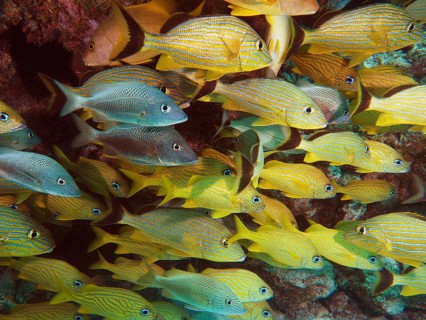 A lively school of yellow fish, bluestriped grunts (Haemulon sciurus), swim in tropical waters.