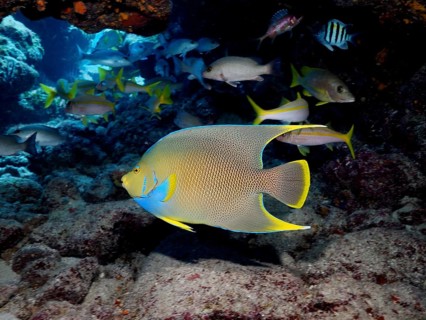 Bermuda angelfish (Holacanthus bermudensis) and other tropical fish swim around a coral reef. Dive