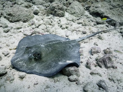 Stingray, Southern Stingray (Hypanus americanus), lies on light-coloured sand on the ocean floor.