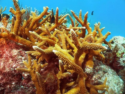 Staghorn coral (Acropora cervicornis) on a rock in clear sea water. Dive site John Pennekamp Coral