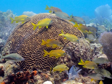 Bright fish swim around large brain coral (Diploria labyrinthiformis) in the blue water of a reef.