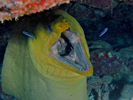 Green moray (Gymnothorax funebris) with open mouth being groomed by cleaner wrasse. Dive site John