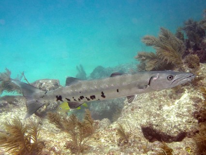 A Great barracuda (Sphyraena barracuda) swims in clear turquoise water above a reef. Dive site John