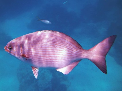 A Bermuda rudderfish (Kyphosus sectatrix) swims in the still, blue water. Dive site John Pennekamp