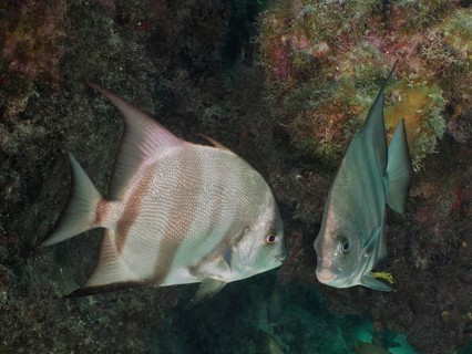 Two fish, Atlantic spadefish (Chaetodipterus faber), swimming close to each other, surrounded by