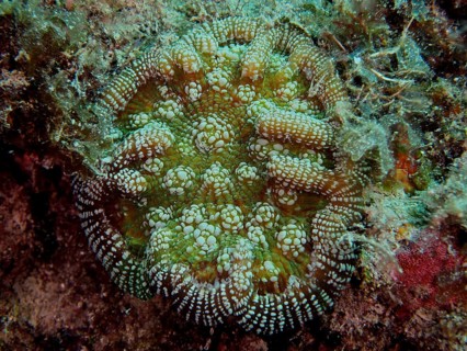 Green coral with a detailed pattern, Atlantic mushroom coral (Scolymia lacera), on the seabed. Dive
