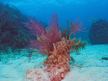 Colourful American gorgonian (Antillogorgia americana) on a sandy seabed under blue water. Dive