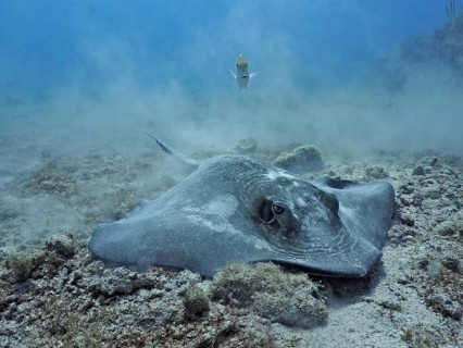 Stingray, Southern Stingray (Hypanus americanus), searching for food on the sandy seabed. Dive site