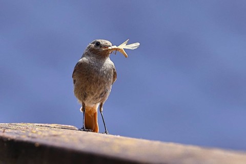 Black redstart (Phoenicurus ochruros), with a grasshopper as prey in its beak on a balcony,