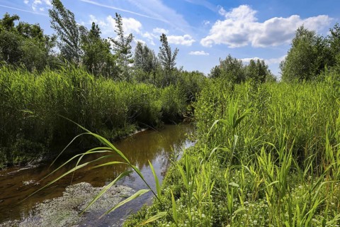 Bottrop, North Rhine-Westphalia, Germany - Renaturalised Boye, the tributary of the Emscher, was