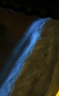 Sea light, caused by accumulations of microorganisms, marine luminescence (Noctiluca scintillans,