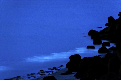 Sea glow, caused by microorganisms, marine luminescent organisms (Noctiluca scintillans, Noctiluca