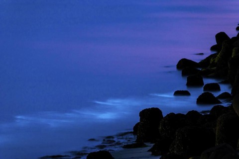 Sea glow, caused by microorganisms, marine luminescence (Noctiluca scintillans, Noctiluca