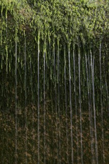 Water flowing over moss on a rock, Alabaster Coast, Seine-Maritime, Haute-Normandie, France