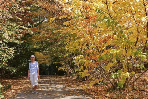 Woman walking through a park in autumn, North Rhine-Westphalia, Germany