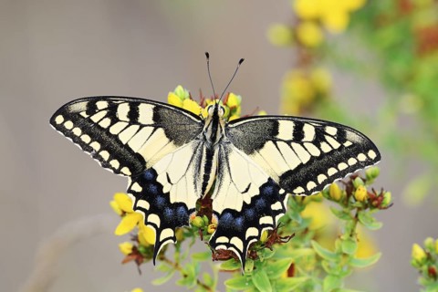 Swallowtail (Papilio machaon), North Rhine-Westphalia, Germany