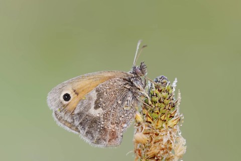 Small heath or small hay butterfly (Coenonympha pamphilus) with dewdrops, North Rhine-Westphalia,