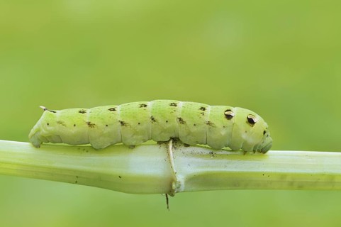 Elephant hawk-moth (Deilephila elpenor), caterpillar, North Rhine-Westphalia, Germany