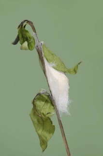 Tree of God moth or Ailanthus moth (Samia cynthia), cocoon, captive, native to Asia