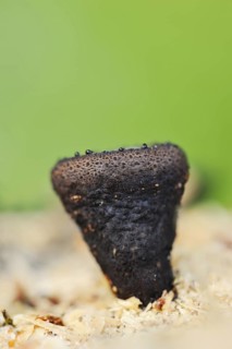 Black bulgar (Bulgaria inquinans), North Rhine-Westphalia, Germany