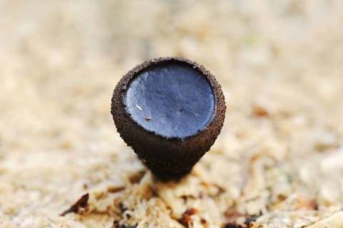 Black bulgar (Bulgaria inquinans), North Rhine-Westphalia, Germany