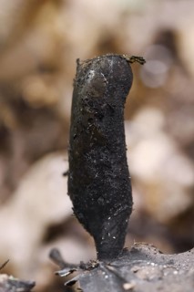 Dead man's fingers (Xylaria polymorpha), North Rhine-Westphalia, Germany