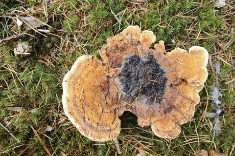 Pine brown porling or coniferous brown porling (Phaeolus spadiceus, Phaeolus schweinitzii),