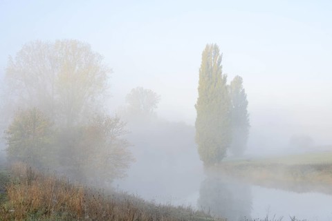 Lip with Canada poplar (Populus x canadensis, Populus x euramericana) and pyramid poplars (Populus