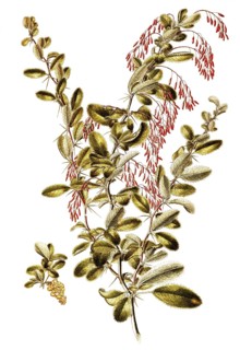 Common barberry, European barberry, Berberis vulgaris, Berberidaceae, Illustration by Francesco