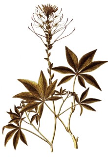 Spiny Spider-flower, Cleome spinosa, Capparidaceae, Illustration by Giovanni Antonio Bottione,
