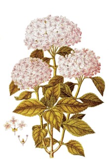 Garden Hydrangea, Bigleaf or French Hydrangea, Hydrangea macrophylla, Hydrangeaceae, Illustration