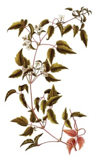Virgin's Bower or Devil's Darning Needles, Clematis virginiana, Ranunculaceae, Illustration by