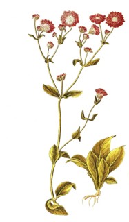 Red campion, red campion, red night carnation, red wood carnation, red campion, red campion,