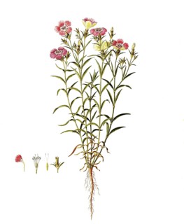 Heather carnation, Maiden Pink, Dianthus deltoides, Caryophyllaceae, Illustration by Angela Rossi