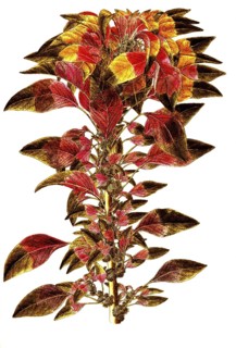 Joseph's coat amaranth or Tampala, Amaranthus tricolor, Amaranthaceae, Illustration by Giovanni