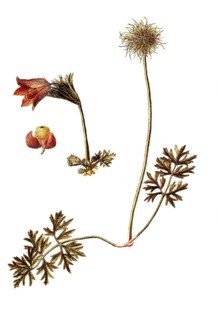 Anemone halleri, Haller's Anemone, Anemone halleri, Ranunculaceae, Illustration by Giovanni Antonio