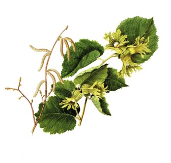 Corylus americana, American hazelnut, Corylus americana Marsh, Betulaceae, Illustration by Angela