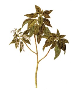 Gesnouinia arborea Gaudich, Urticaceae, Illustration by Angela Rossi Bottione, watercolour,