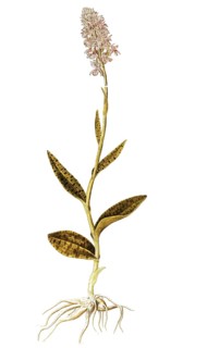 Moorland spotted orchid, Heath Heath Spotted Orchid, Orchis maculata, Orchidaceae, Illustration by