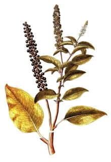 Virginia pokeweed, American Pokeweed, Phytolacca americana, Phytolaccaceae, Illustration by