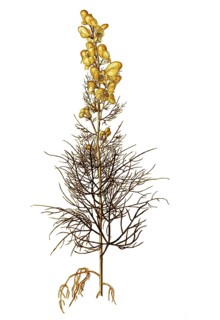 Poison Monkshood, Yellow Monkshood, or Healing Wolfsbane, Aconitum anthora, Ranunculaceae,
