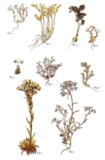 Stonecrop, 1, Dark Stonecrop, 2, Goldmoss Stonecrop, 3, Mountain Houseleek, 4, Thick-leaf