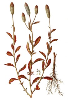 Silver cockscomb, Celosia argentea, Amaranthaceae, Illustration by Giovanni Antonio Bottione,