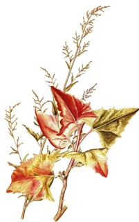 Gartenmelde, auch Garten-Melde, Spanischer Salat, Spanischer Spinat und Orache, Garden Orache or