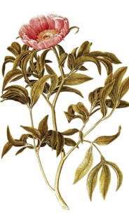 Common Peony, Paeonia officinalis, Ranunculaceae, Illustration by Francesco Peyrolery, watercolour,