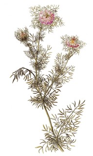 Maid in the Green, Black Cumin, Love-in-a-Mist or Devil-in-a-bush, Nigella damascena,