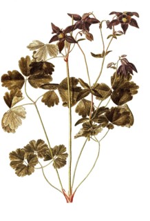 Alpine Columbine, Aquilegia alpina, Ranunculaceae, Illustration by Francesco Peyrolery,