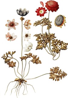 Peacock Anemone, Wind flower, Anemone pavonina, Ranunculaceae, Illustration by Francesco Peyrolery,